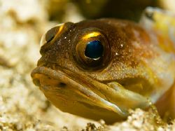 Jawfish at Tanjung Kelapa. It was a very patient model. by Thomas Roesler 